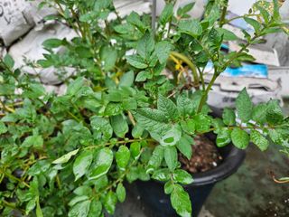 강류담15632님의 감자 · 영농일지 작성글 사진