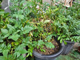 강류담15632님의 감자 · 영농일지 작성글 사진