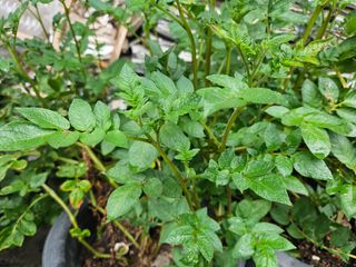 강류담15632님의 감자 · 영농일지 작성글 사진