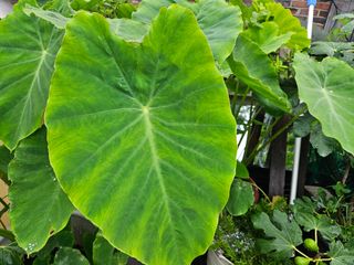 강류담15632님의 감자 · 영농일지 작성글 사진