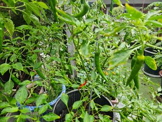 강류담15632님의 감자 · 영농일지 작성글 사진