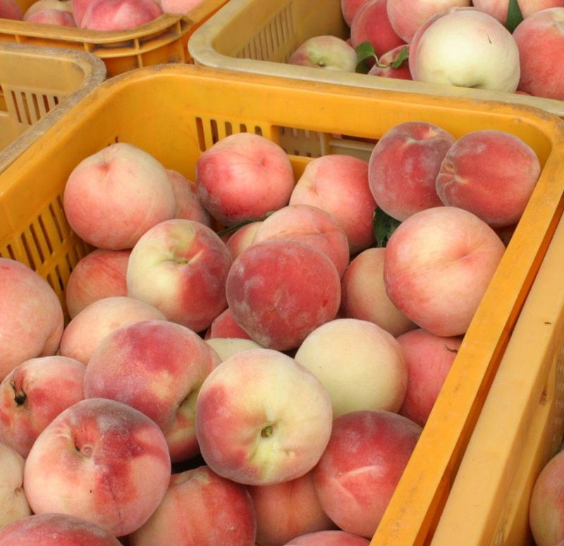 장터 상품 [복숭아(경봉)] 썸네일