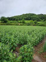 팜모닝 자유주제·자유게시판 게시글 이미지