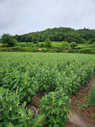 론멜님의 자유주제 · 자유게시판 작성글 사진