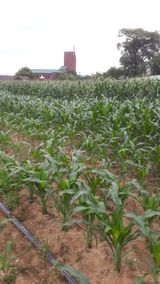 팜모닝 옥수수·영농일지 게시글 이미지