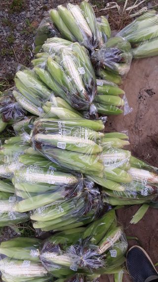 성훈농장님의 옥수수 · 영농일지 작성글 사진