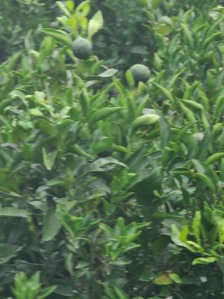 정지연님의 귤 · 영농일지 작성글 사진