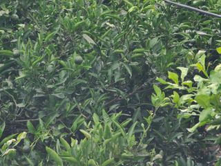 정지연님의 귤 · 영농일지 작성글 사진