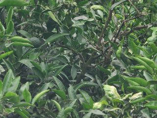 정지연님의 귤 · 영농일지 작성글 사진