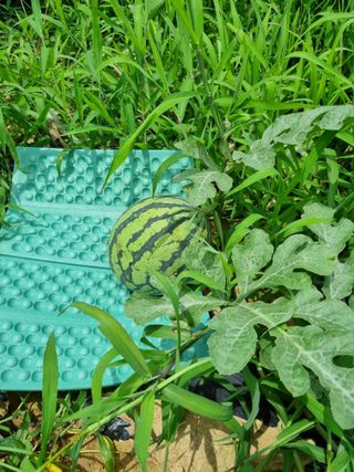 도담추쌍엽님의 기타작물 · 영농일지 작성글 사진