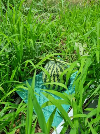 도담추쌍엽님의 기타작물 · 영농일지 작성글 사진