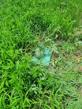 도담추쌍엽님의 기타작물 · 영농일지 작성글 사진