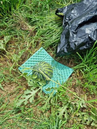 도담추쌍엽님의 기타작물 · 영농일지 작성글 사진