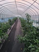 팜모닝 고추·영농일지 게시글 이미지