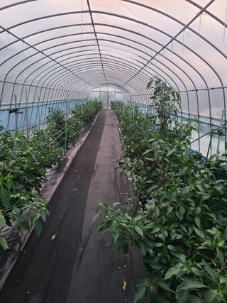 부엉이농사꾼님의 고추 · 영농일지 작성글 사진