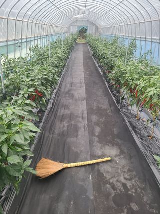 부엉이농사꾼님의 고추 · 영농일지 작성글 사진