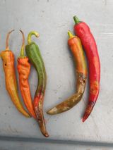 팜모닝 고추·병해충상담 게시글 이미지