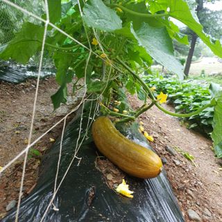 인생은 소풍처럼님의 🍉여름을 나는 방법·참여글 작성글 사진