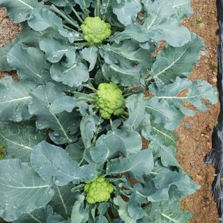 인생은 소풍처럼님의 🍉여름을 나는 방법 · 참여글 작성글 사진