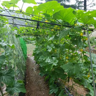 인생은 소풍처럼님의 🍉여름을 나는 방법 · 참여글 작성글 사진