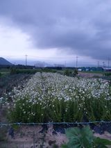 팜모닝 기타작물·영농일지 게시글 이미지