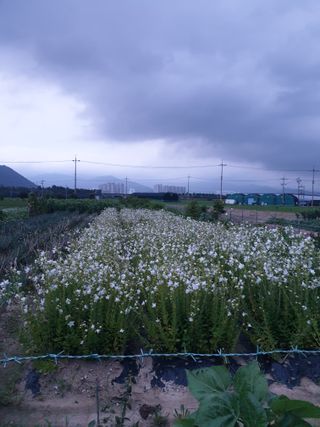 도시부부농부님의 기타작물 · 영농일지 작성글 사진