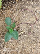 팜모닝 자유주제·자유게시판 게시글 이미지