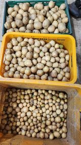 팜모닝 감자·영농일지 게시글 이미지