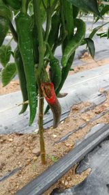 팜모닝 고추·병해충상담 게시글 이미지