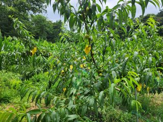 조선된장님의 복숭아 · 영농일지 작성글 사진