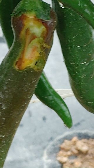 엉뚱한농사꾼임경섭님의 고추 · 영농일지 작성글 사진