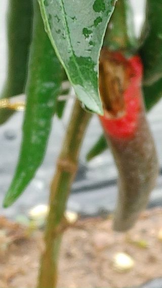 엉뚱한농사꾼임경섭님의 고추 · 영농일지 작성글 사진