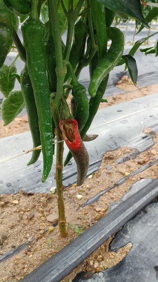 엉뚱한농사꾼임경섭님의 고추 · 영농일지 작성글 사진