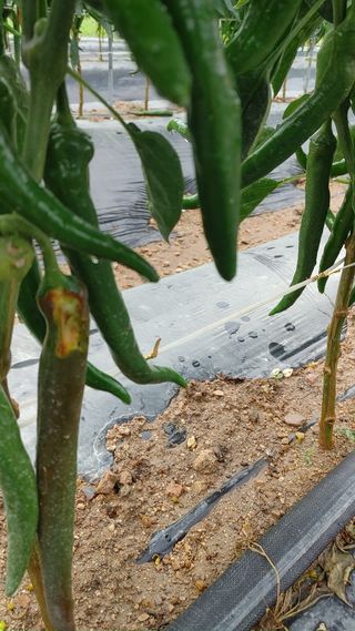 엉뚱한농사꾼임경섭님의 고추 · 영농일지 작성글 사진