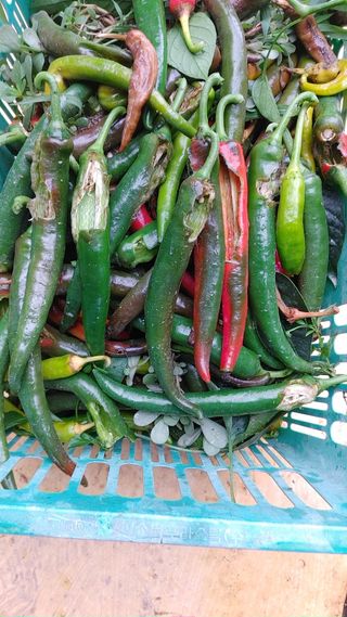 엉뚱한농사꾼임경섭님의 고추 · 영농일지 작성글 사진