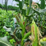 팜모닝 자유주제·자유게시판 게시글 이미지