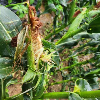 손오공처럼재능만땅님의 자유주제 · 자유게시판 작성글 사진