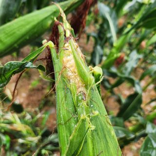 손오공처럼재능만땅님의 자유주제 · 자유게시판 작성글 사진