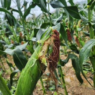 손오공처럼재능만땅님의 자유주제 · 자유게시판 작성글 사진