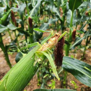 손오공처럼재능만땅님의 자유주제 · 자유게시판 작성글 사진