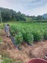 팜모닝 참깨·영농일지 게시글 이미지