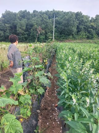 김치환님의 참깨 · 영농일지 작성글 사진