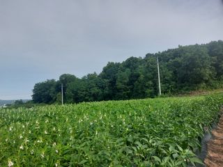 김치환님의 참깨 · 영농일지 작성글 사진