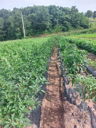 김치환님의 참깨 · 영농일지 작성글 사진