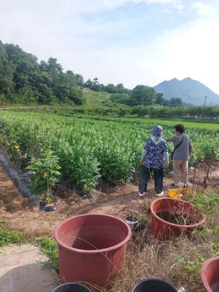 김치환님의 참깨 · 영농일지 작성글 사진