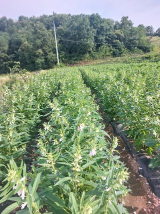 김치환님의 참깨 · 영농일지 작성글 사진