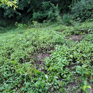 나바님의 감 · 영농일지 작성글 사진