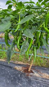 팜모닝 고추·영농일지 게시글 이미지