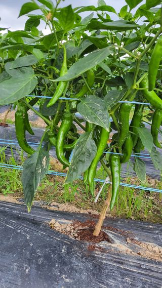 감자20235님의 고추 · 영농일지 작성글 사진