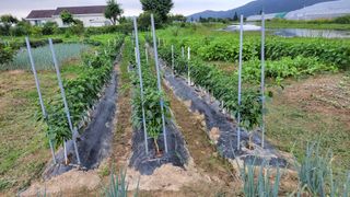 감자20235님의 고추 · 영농일지 작성글 사진